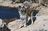 AKITA INU 308